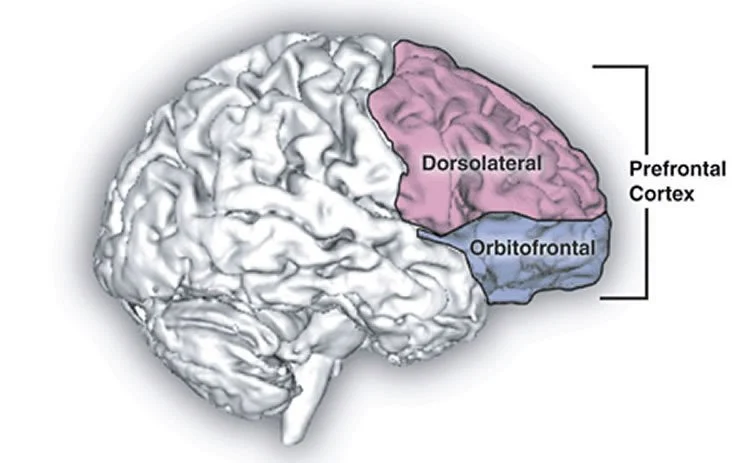 The brain's prefrontal cortex